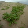 Desierto florece en La Chimba en Antofagasta
