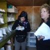 Cultivan lechugas hidropónicas con Producción Limpia en Antofagasta